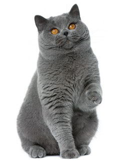 British Shorthair cat