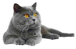 British Shorthair cat