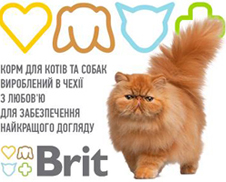 Котенца Развъдник фантазия фиеста (Одеса), купи британската котка коте