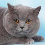 Pisica britanica lop-eared, pryamouhy, fotografie, pret, caracteristici rasa, nutritie, greutate, recenzii,