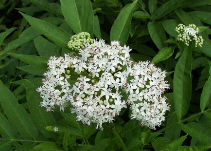 Sambucus nigra fotó