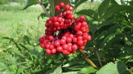 Sambucus nigra fotó