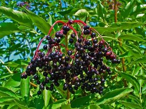 Sambucus nigra a fotó és az ő készlet és ajánlások