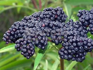 Sambucus nigra a fotó és az ő készlet és ajánlások