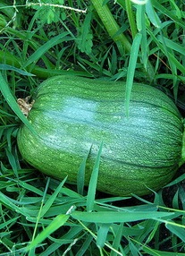 Sambucus nigra a fényképen, és neki növekvő