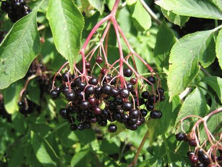 Blackberry - reproducere, plantare și îngrijire