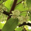 Sambucus nigra - tenyésztés, ültetés és gondozás