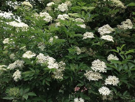 Sambucus nigra - tenyésztés, ültetés és gondozás