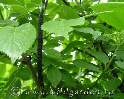 Buzina - tufișuri de fructe - rezidenți sălbatici de vară