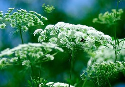 Gyógyító ammi a család Umbelliferae