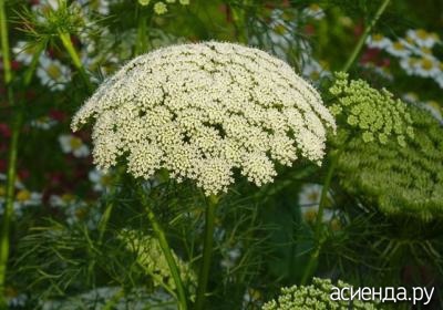 Gyógyító ammi a család Umbelliferae