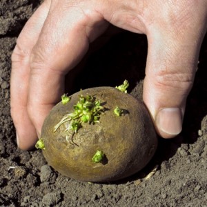 Mai interesant este plantarea cartofilor prin diferite metode