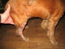 Scabie la câini simptome, foto și tratament, dezinfectare, dezinsecție, deratizare -