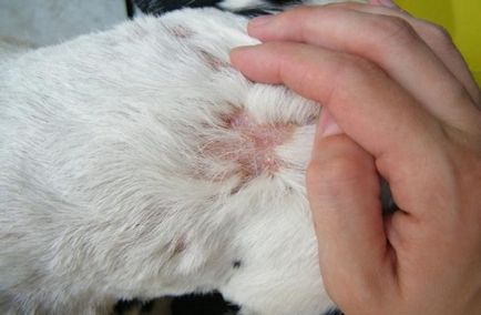Scabie la câini simptome, foto și tratament, dezinfectare, dezinsecție, deratizare -