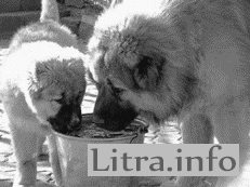 Citiți câine ciobănesc caucazian online, hrănind căței și descărcați fb2 fără să vă înregistrați