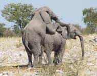 Читати про як розмножуються слони на сайті