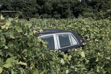 Ce sa întâmplat cu fukushima