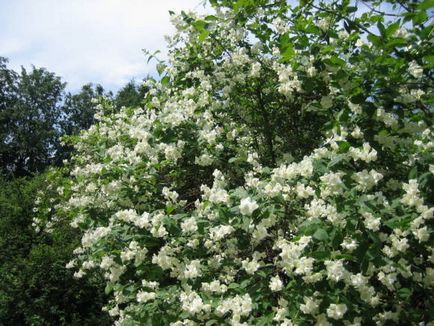 Chubushniki plantare, tăiere, top dressing