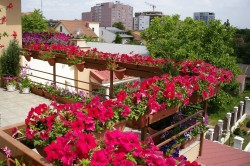 Flori pe alegerea balconului și locația, design, fotografie și nume (video)