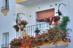 Квіти на балконі вибір і розташування, дизайн, фото і назви (відео)