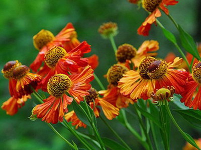Квітка гелениум фото видів і сортів