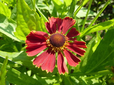 Квітка гелениум фото видів і сортів