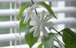 Jasmine Flower Proprietăți utile