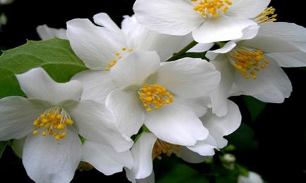 Jasmine Flower Proprietăți utile