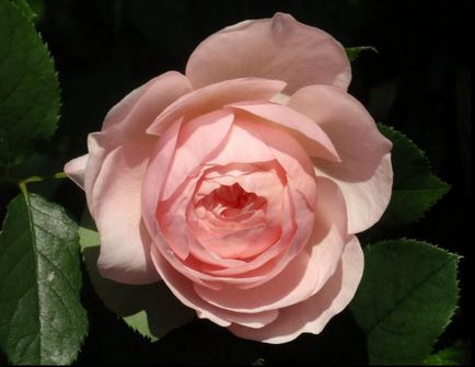 дамаська троянда