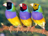 Păsări decorative și papagali în magazine de animale de companie și pepiniere