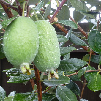 Arbore de feijoa fotografie de fructe și flori, în creștere la domiciliu, îngrijire și tăiere