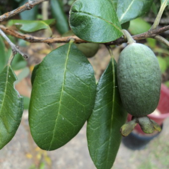 Arbore de feijoa fotografie de fructe și flori, în creștere la domiciliu, îngrijire și tăiere