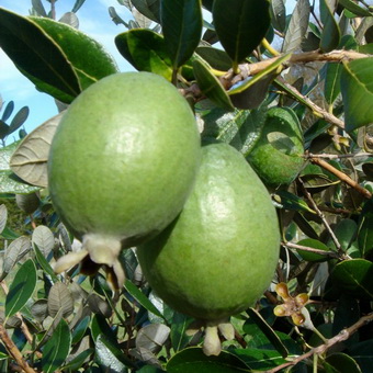 Arbore de feijoa fotografie de fructe și flori, în creștere la domiciliu, îngrijire și tăiere