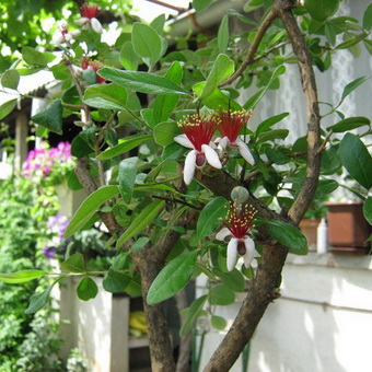 Дерево фейхоа фото плодів і квітів, вирощування в домашніх умовах, догляд і обрізка