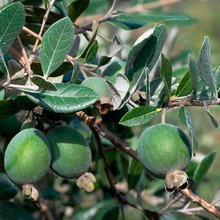 Arbore de feijoa fotografie de fructe și flori, în creștere la domiciliu, îngrijire și tăiere