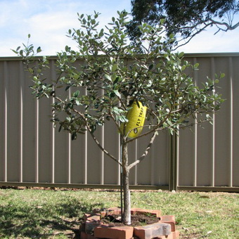 Дерево фейхоа фото плодів і квітів, вирощування в домашніх умовах, догляд і обрізка
