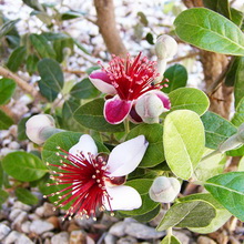 Arbore de feijoa fotografie de fructe și flori, în creștere la domiciliu, îngrijire și tăiere