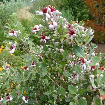 Arbore de feijoa fotografie de fructe și flori, în creștere la domiciliu, îngrijire și tăiere