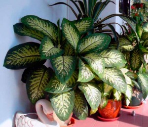 грижа Dieffenbachia у дома (снимка), за трансплантации, болести