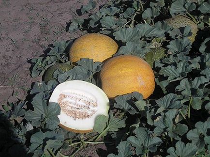 Melon dűne leírása és főbb jellemzői fajták