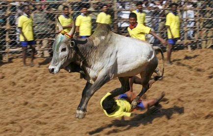 Dzhallikattu - un sport pentru imblanzirea taurilor este interesant!