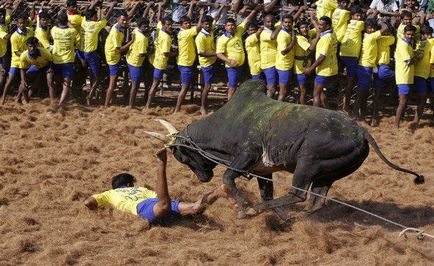 Dzhallikattu - un sport pentru imblanzirea taurilor este interesant!