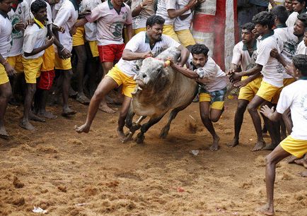 Dzhallikattu - sport bika makrancos érdekes!