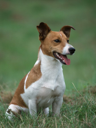 Jack Russell Terrier - descrierea rasei, fotografii, canițe, cățeluși