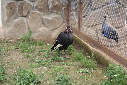 Parcul exotic de pe autostrada Kaluga