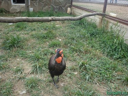 Egzotikus park Kaluga autópályán fotó, honlap, cím, hogyan lehet eljutni (Exotic fotó Park) Egzotikus park Kaluga autópályán fotó, honlap, cím, irányok