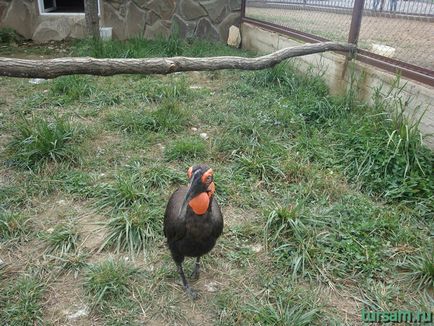 Parc exotic pe autostrada Kaluga fotografie, site, adresa, cum să obțineți