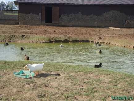 Egzotikus park Kaluga autópályán fotó, honlap, cím, hogyan lehet eljutni (egzotikus kert) Egzotikus park Kaluga autópályán fotó, honlap, cím, irányok