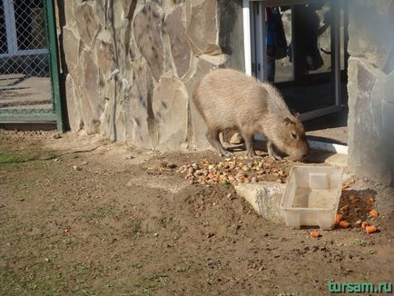 Egzotikus park Kaluga autópályán fotó, honlap, cím, hogyan lehet eljutni (egzotikus park cím) Egzotikus park Kaluga autópályán fotó, honlap, cím, irányok