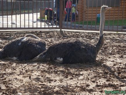 Parc exotic pe autostrada Kaluga fotografie, site, adresa, cum să obțineți